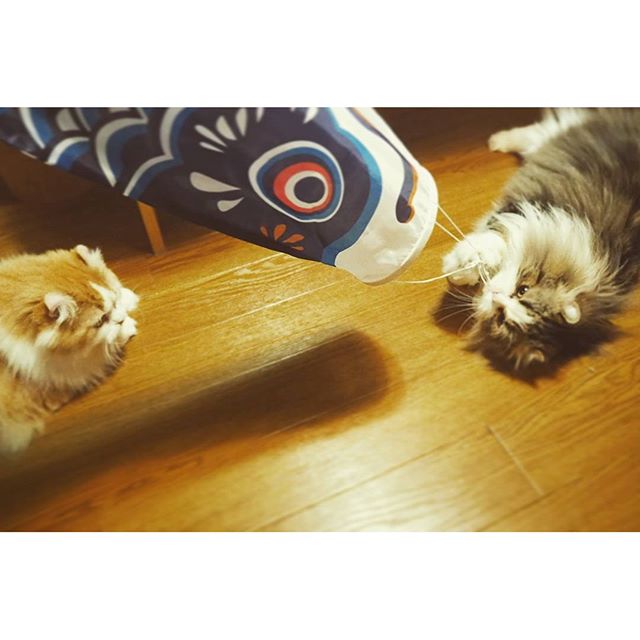 #cats #鯉のぼり