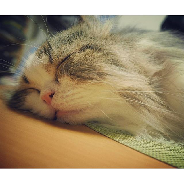zzz.. #cat#catstagram#sleep
