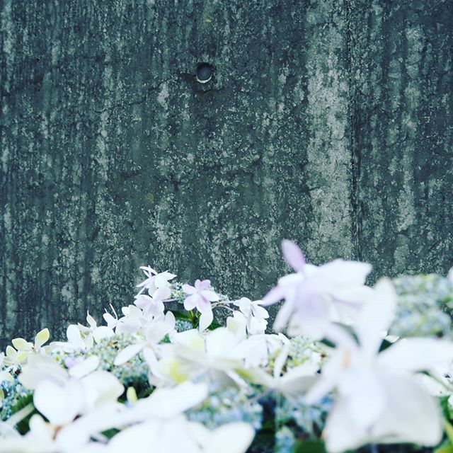 #rain #rainyday #water #umbrella #nature #instaweather #雨 #architecture #concrete #wall #grey #flower #flowers #flowerstagram #instagood #air01 #olympus