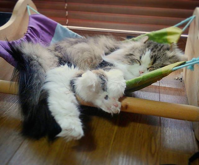 最高にうらやましい。#catoftheday #hammock