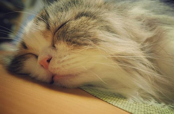 zzz.. #cat#catstagram#sleep
