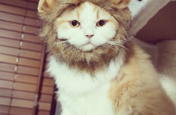 ライオンコス。#猫 #ねこ #ネコ #cat #catstagram #instacat #catsofinstagram #cute #meow #もふもふ #instacats #cosplay #仮装