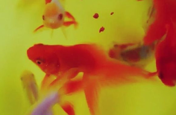 あさごはんタイム#goldfish #金魚
