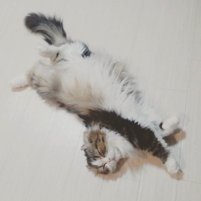 半捻床完睡猫#catstagram